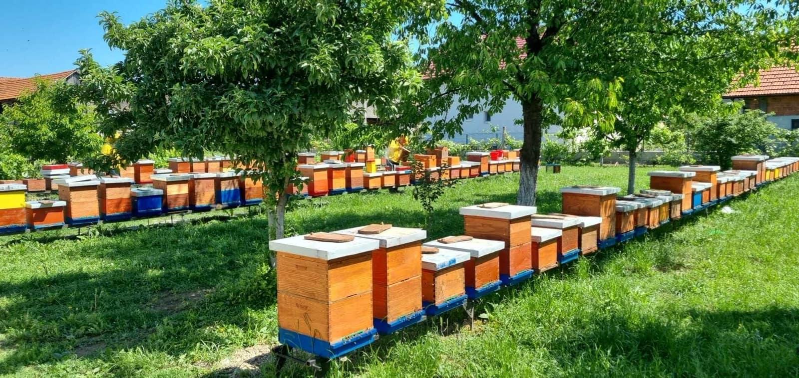 Pčelinjak Ljubojević — košnice na livadi okružene prirodom