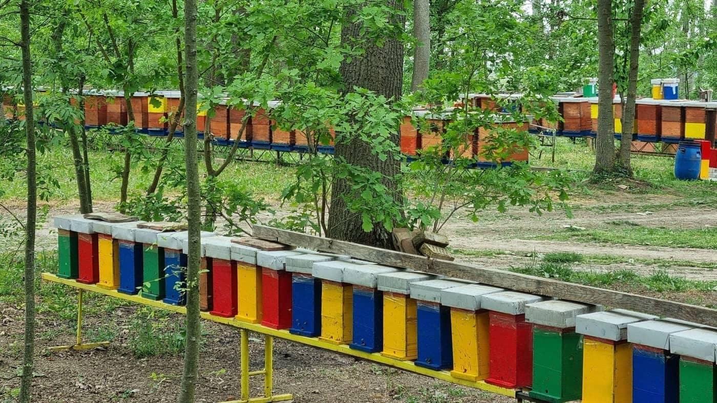 Matice, Rojevi i Pčelinja Društva