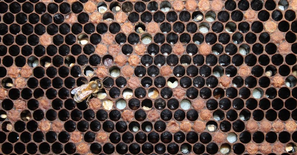 Krečno leglo — mumificirane larve u saću