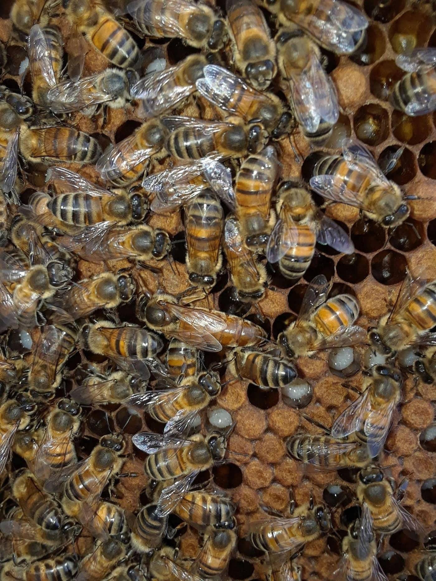 Kvalitetna matica — ključ efikasnog oprašivanja