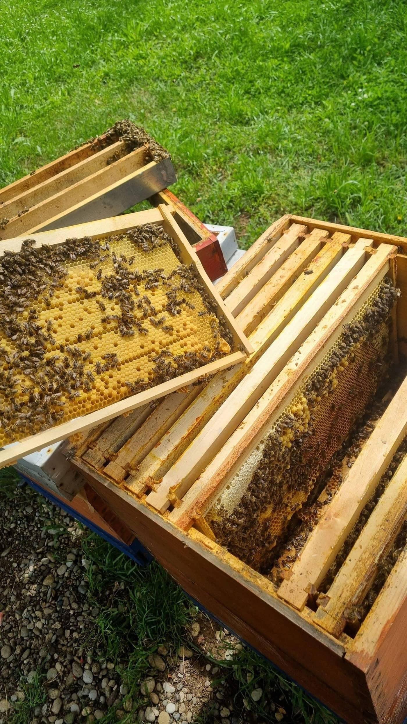 Zdravo pčelinje leglo u ramu — znak jake pčelinje zajednice