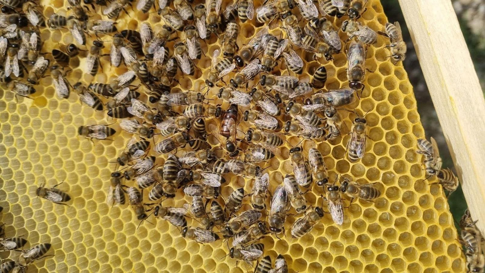 Pčelinja matica sa zdravim leglom na ramu
