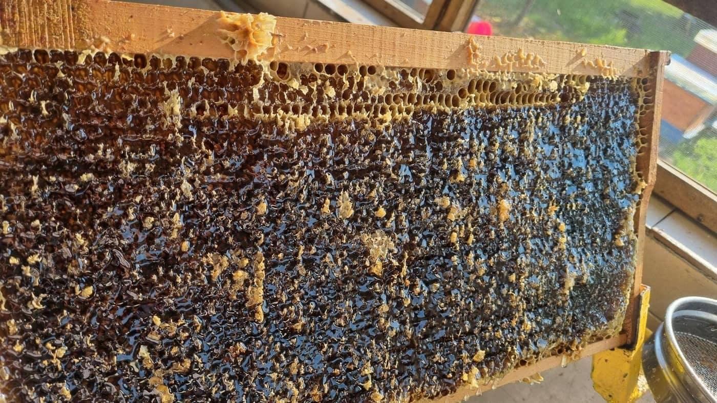 Otvorene ćelije sa medom u pčelinjem ramu