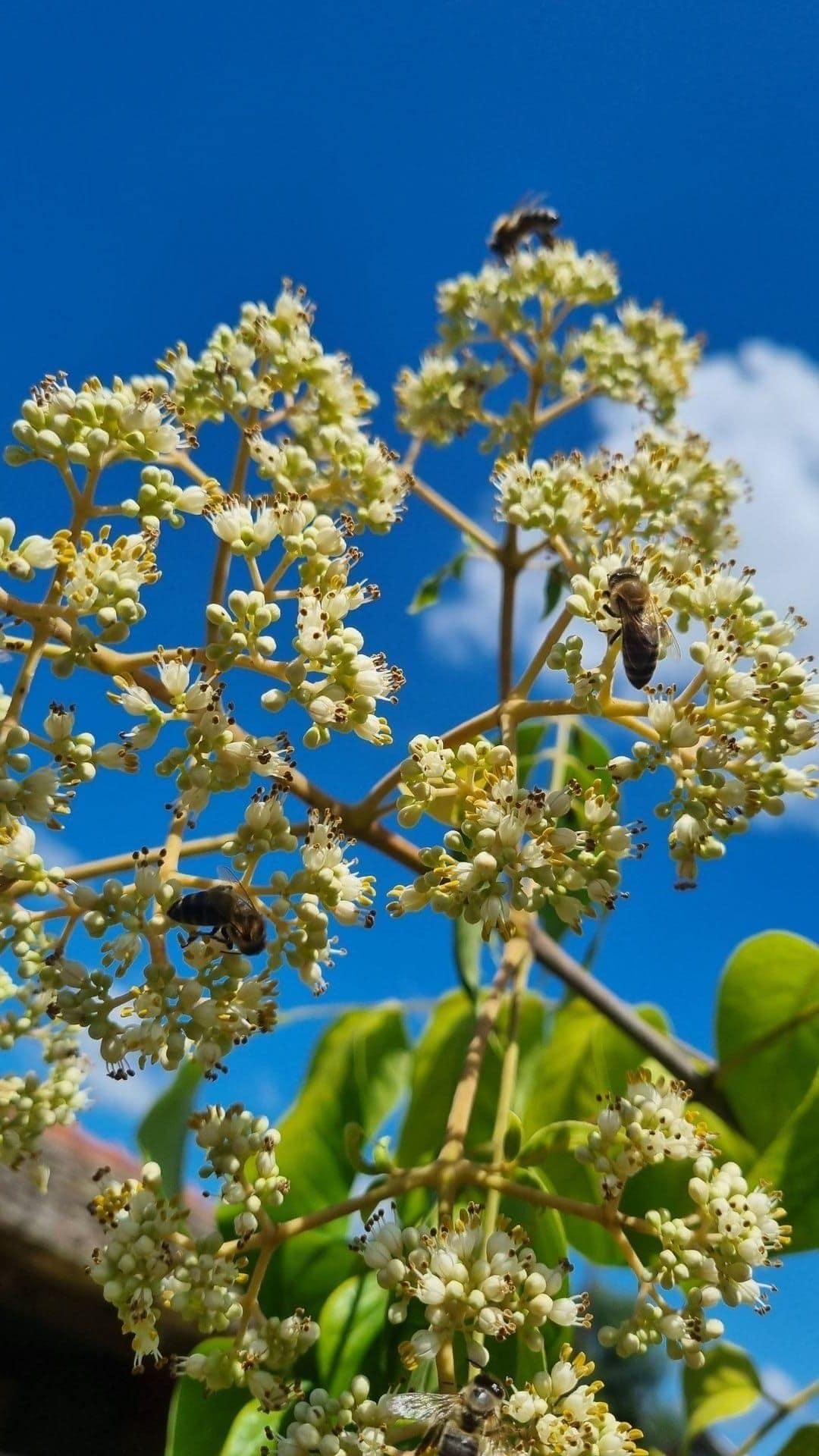 Pčele na evodiji — prirodna paša na Pčelinjaku Ljubojević