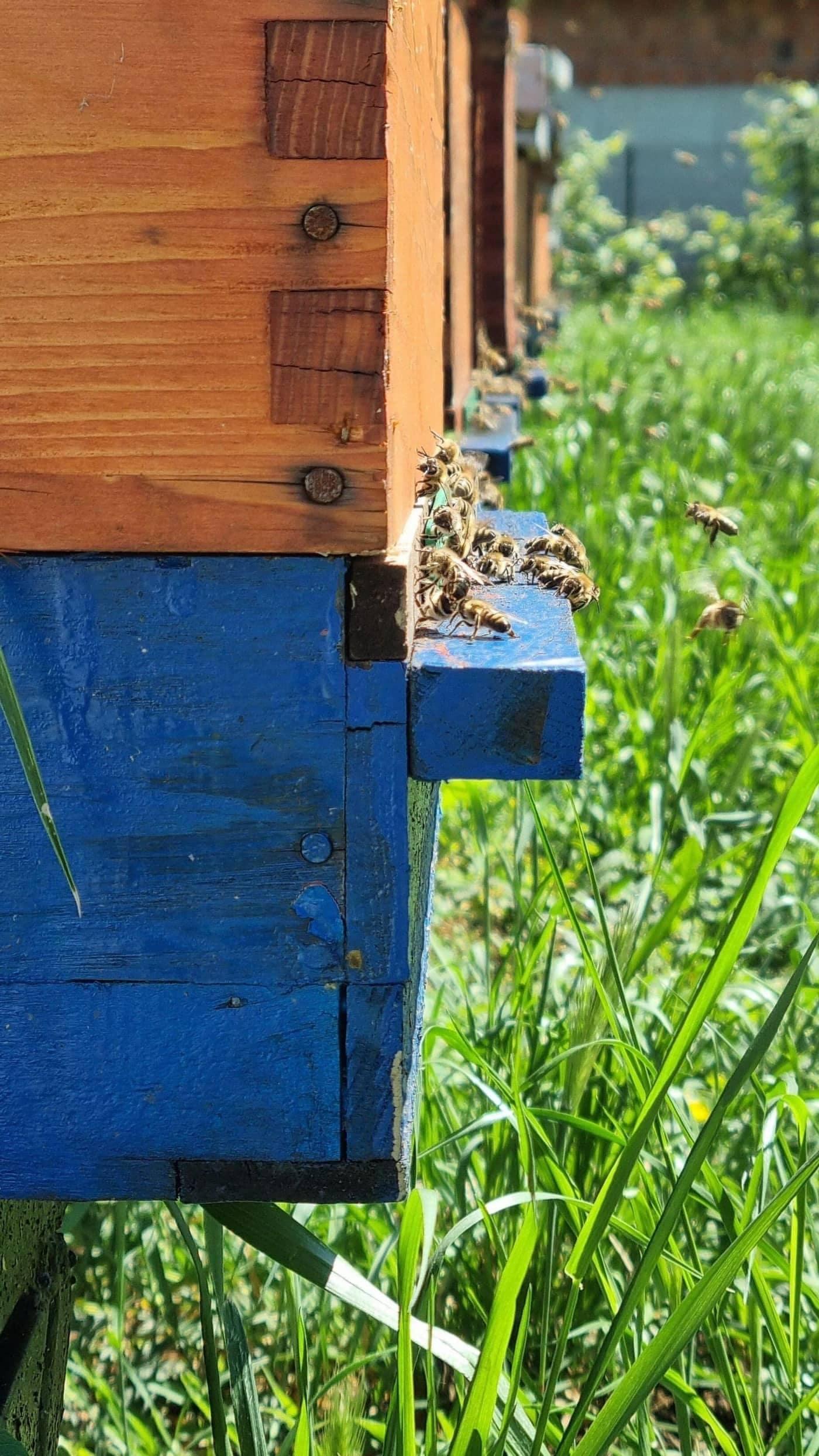 Medonosne pčele na letu ispred košnice