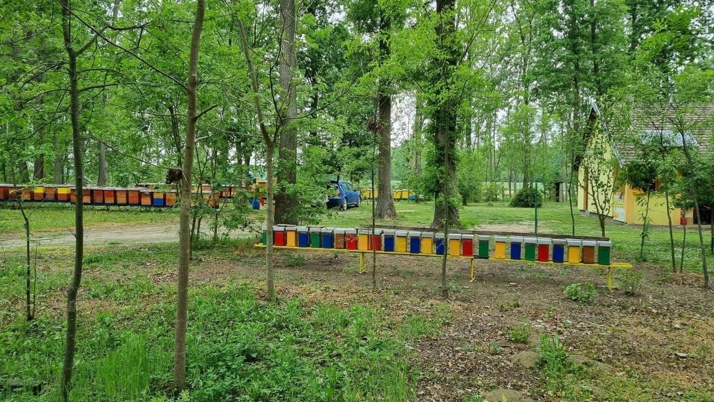 Pčelinjak Ljubojević u šumi — košnice okružene prirodom
