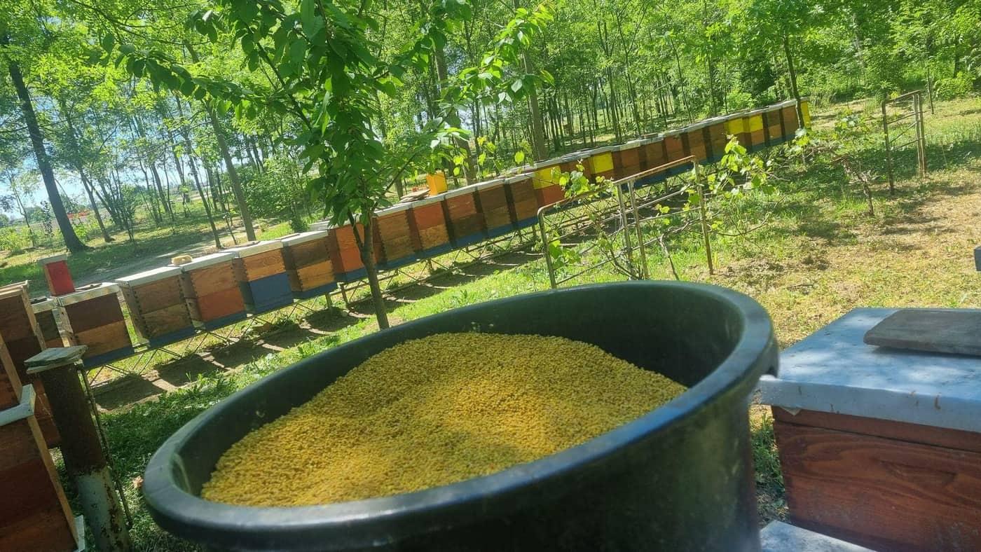 Prirodni pčelinji polen — bogat izvor vitamina i minerala