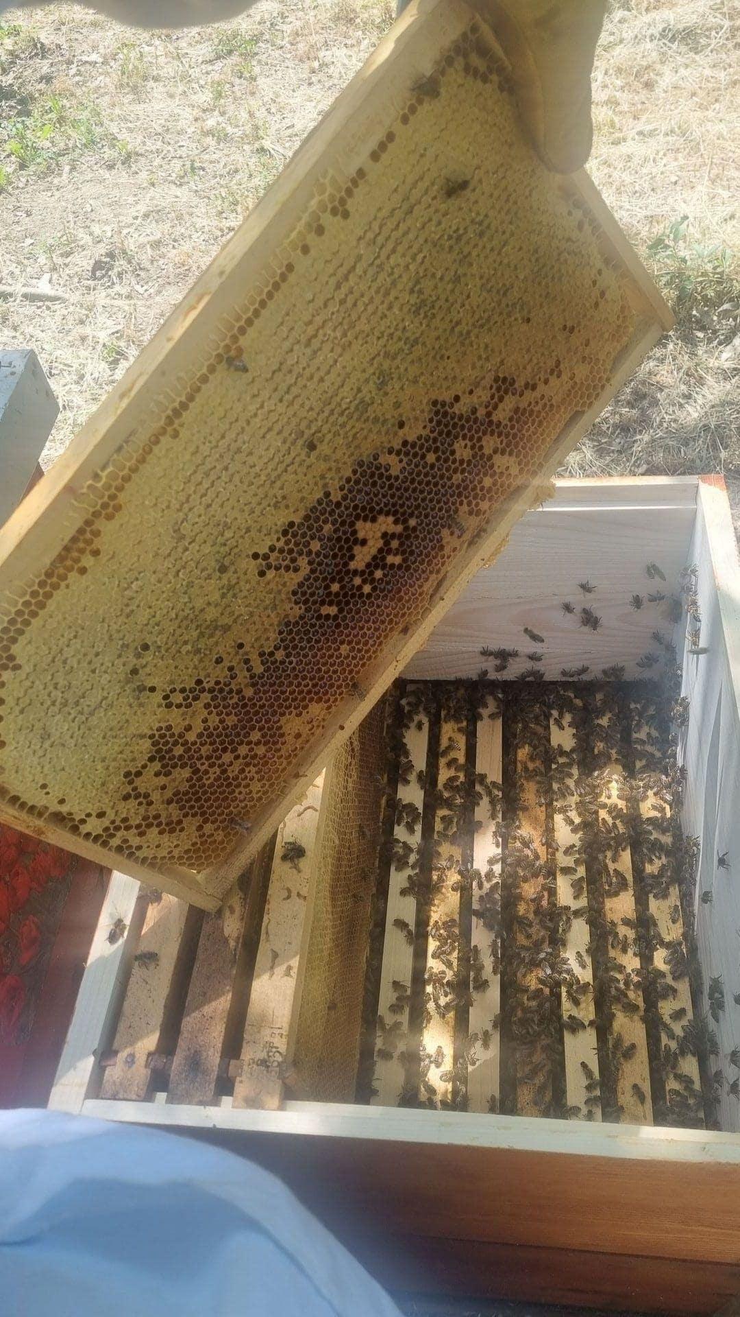 Pčelinji ram pun zrelog meda spreman za vrcanje