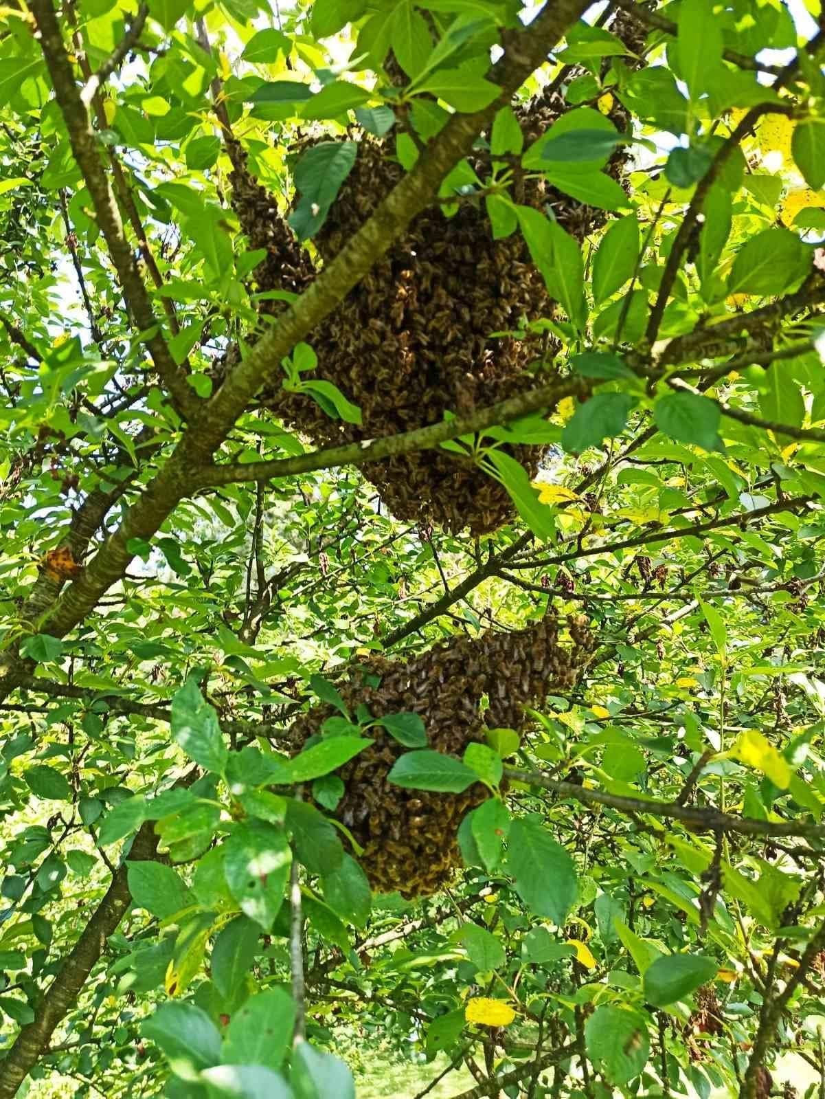 Roj pčela na grani — Pčelinjak Ljubojević