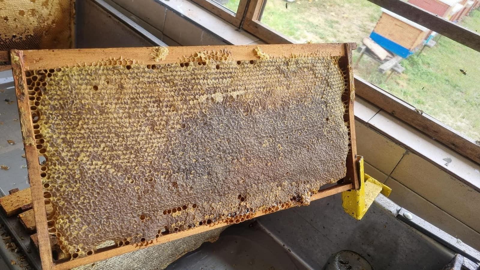 Zatvoreni med u saću — poklopljene ćelije pune meda